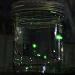 fireflies5